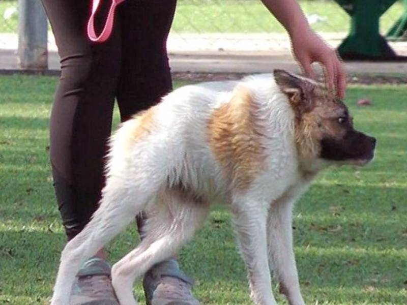 Un Chien Au Corps Hyper Comprimé à Cause D'une Malformation (vidéo)