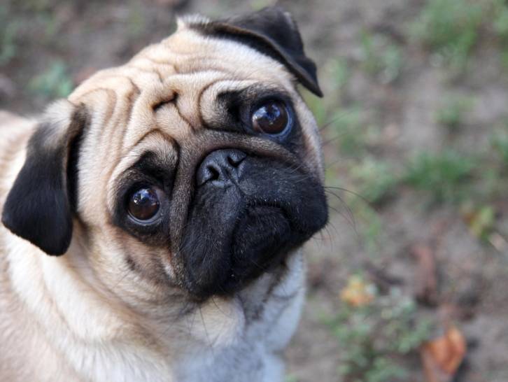 10 races de chiens de taille moyenne qui feront le bonheur de leur