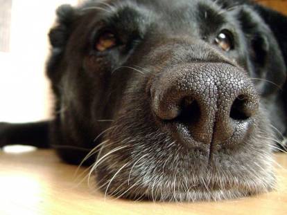 Nez d'un chien noir