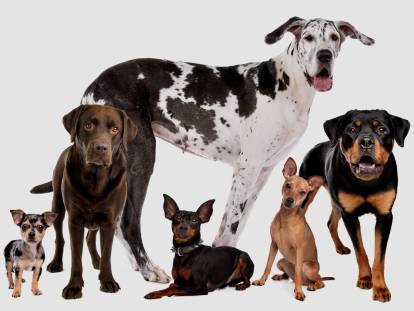 Différentes races de chiens