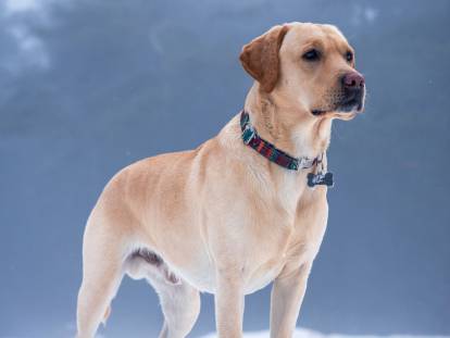 Un beau chien à poil court de type Labrador