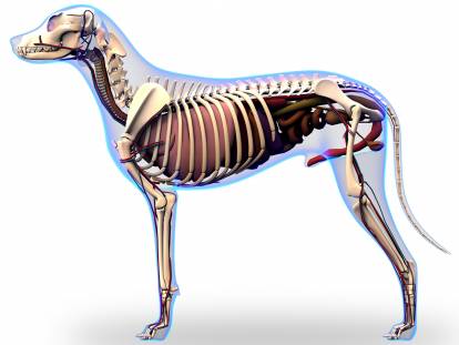Schéma du squelette d'un chien avec les organes