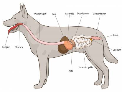 Schéma de l'appareil digestif du chien