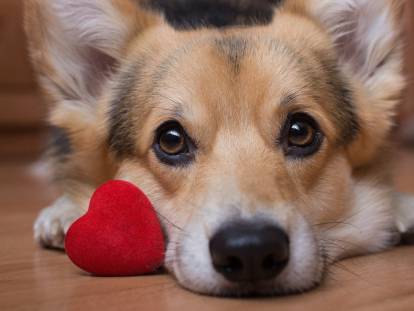 Le coeur et le système cardiovasculaire du chien