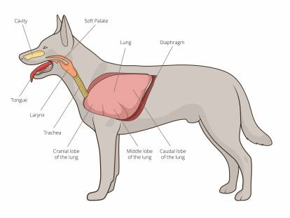 L'appareil respiratoire du chien - Morphologie des chiens