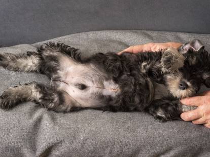 Un petit chien allongé sur le dos avec son nombril sur le ventre