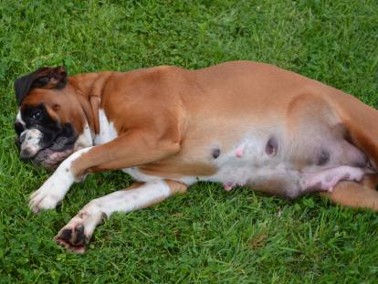 Une chienne allongée dans l'herbe avec les mamelles bien visibles