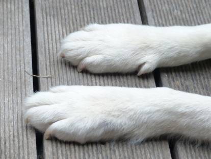 Les pieds avant d'un chien