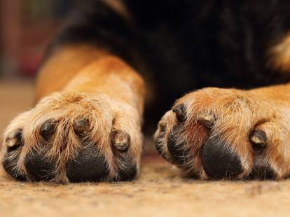 Les ongles (ou griffes) du chien - Morphologie des chiens