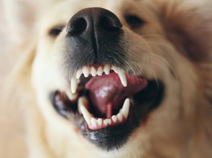 Vue proche des dents d'un chien
