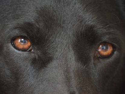 Les yeux marron d'un chien noir