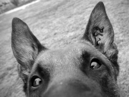 Les oreilles du chien