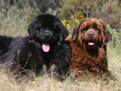 Gros chien : les 20 races de chiens les plus gros du monde