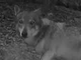 Le retours des loups dans le massif du Jura