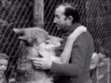 Germain des loups, l'homme qui avait un élevage de loups