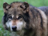 Documentaire sur le retour du loup dans les Vosges