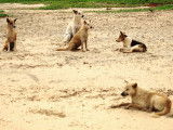 Les chiens parias