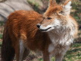 Gros plan d'un dhole
