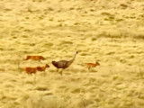 Traque d'un Émeu par des Dingos