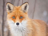 Un beau renard roux dans un paysage d'hiver