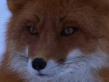 Le renard roux en hiver