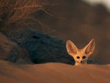 Les oreilles du fennec