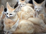 Le plus petit canidé au monde : le fennec