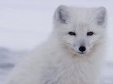 L'épreuve de survie du jeune renard polaire
