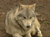 Présentation du loup, cousin du chien