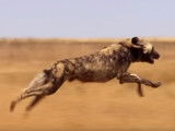 Impressionnantes images d'une meute de lycaons en chasse