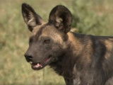 À la découverte des lycaons du Serengeti.