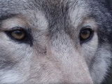 Les chiens de bergers des Carpates pour proteger le troupeau des loups affamés