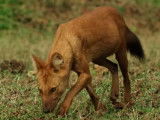 Une panthère noire confrontée à des dholes