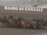 Bande-annonce du film « Bande de chacals » (2017)