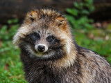 Le chien viverrin, ou tanuki : morphologie, lieu et mode de vie...
