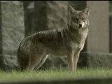 Le coyloup, étrange mélange entre coyote, chien et loup