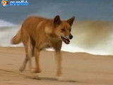 Le dingo, ami ou ennemi de l'Homme ?