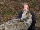 Des loups retrouvent leur soigneuse et lui font la fête