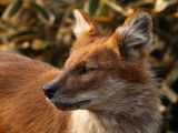 Quelques images de tigres de Sibérie et de dholes dans un zoo