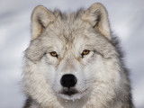 Vue proche d'un loup arctique