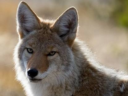 Le coyote, cousin du chien : morphologie, mode de vie...