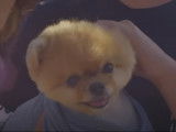 Le clip de la chanson « Hit or Miss » avec le chien Jiffpom