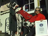 Gibson, le plus grand chien du monde