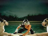 Le chien de Lady Gaga dans le clip de « Poker Face »