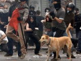 Loukanikos et les chiens errants, tristes mascottes de Grèce