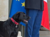 Les chiens des présidents de la République française
