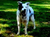 Chaser, le chien qui comprend mille mots