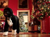Bo, le chien du président Obama, découvre les décorations de Noël de la Maison Blanche