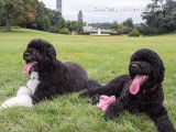 Bo, le chien du président Obama, enseigne à Sunny l'étiquette de la Maison Blanche