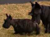 Barney, le chien du président Georges W. Bush, rencontre sa nouvelle compagne : Miss Beazley